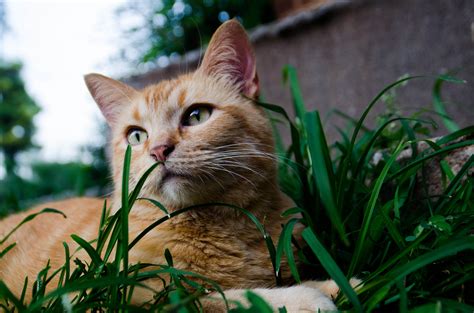 orange cat in grass